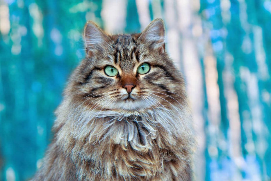Норвежский Лесной кот полосатый
