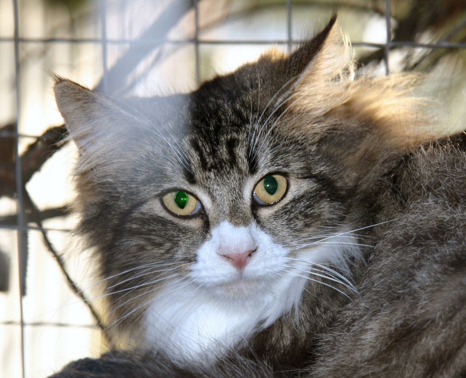 Картинка кошки Лесная корица
