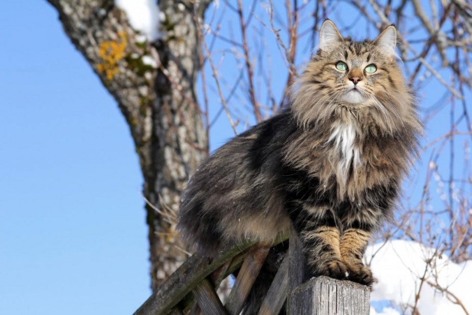 Норвежский Лесной кот