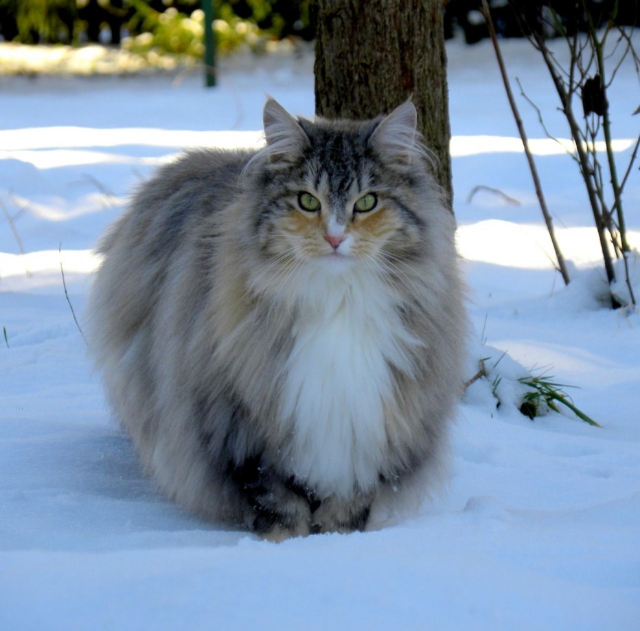 Норвежские Лесные котята
