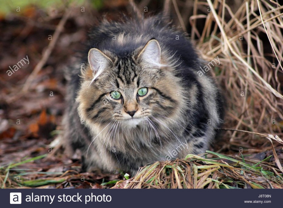 Бельгийская Лесная кошка