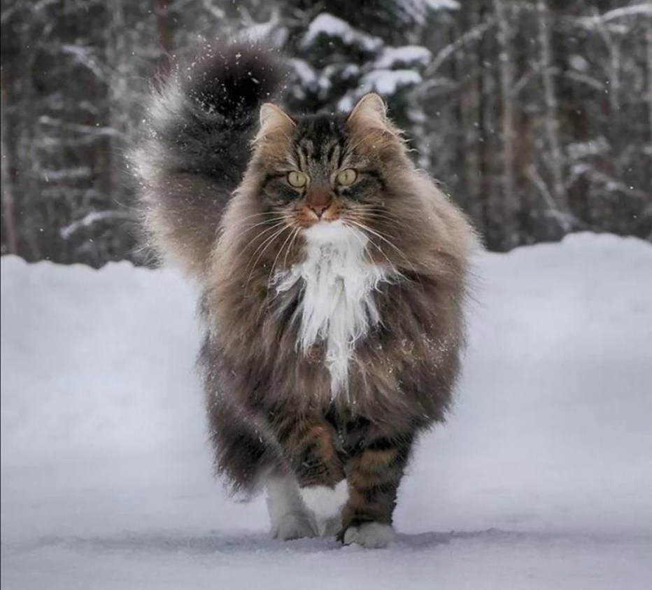 Дикая Норвежская Лесная кошка
