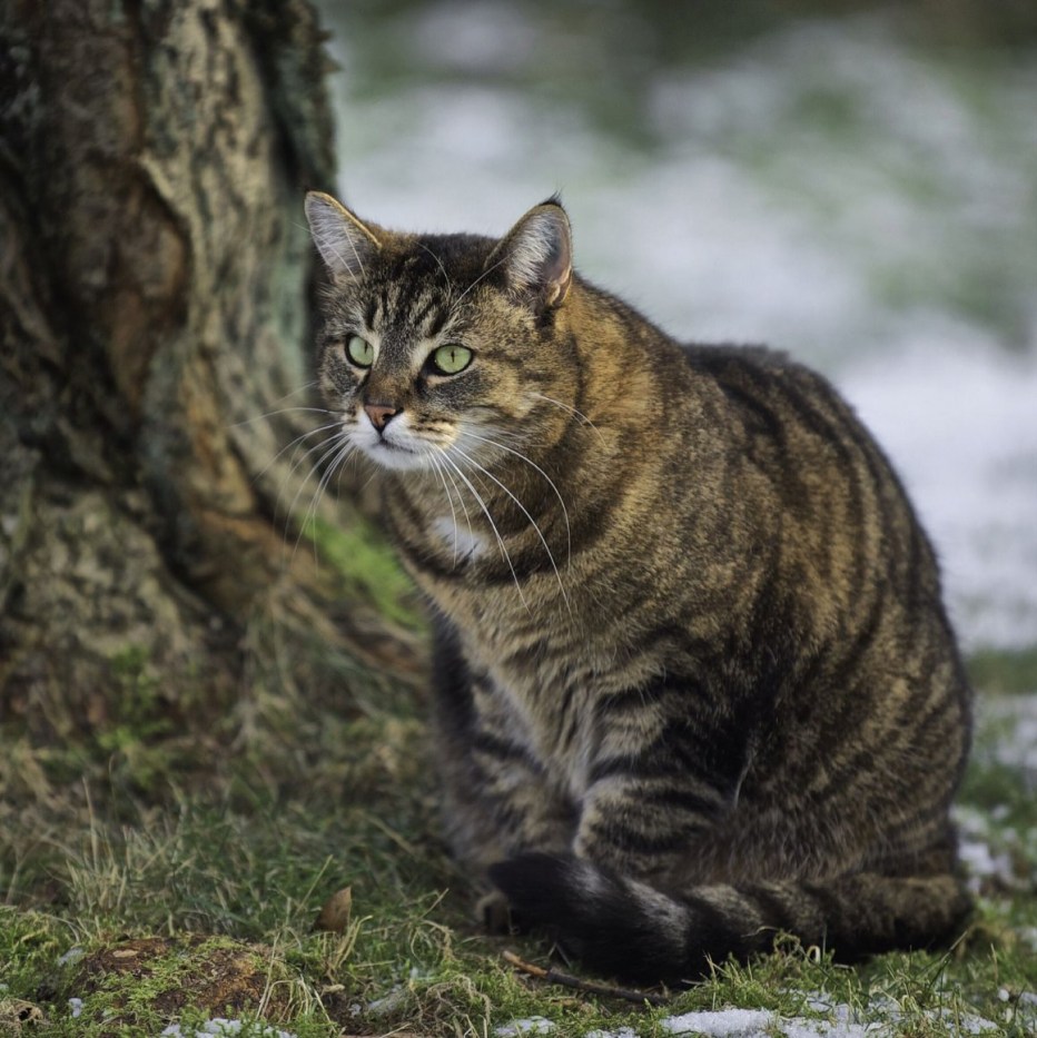 Европейский Лесной кот камышовый