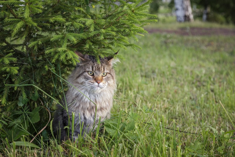 Европейский дикий Лесной кот