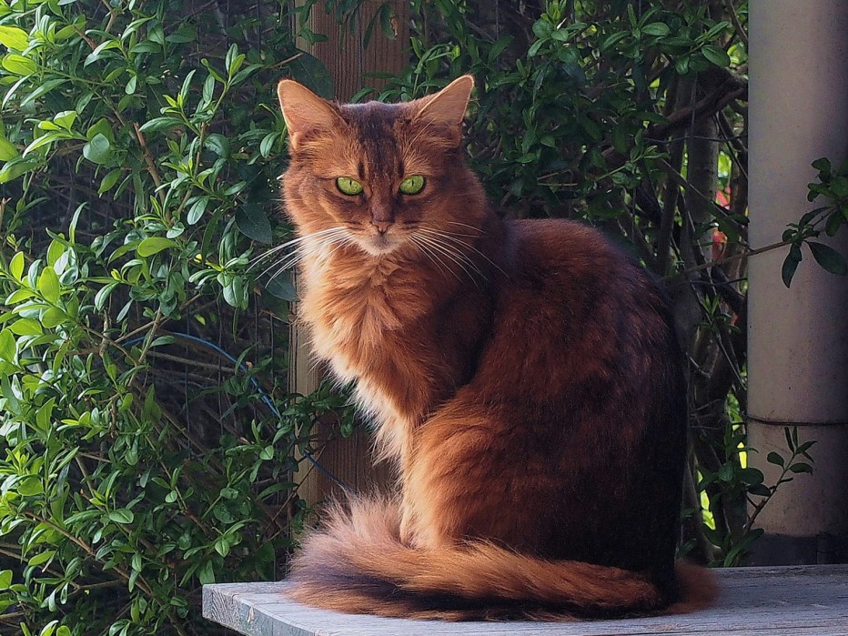 Котята породы Сомали