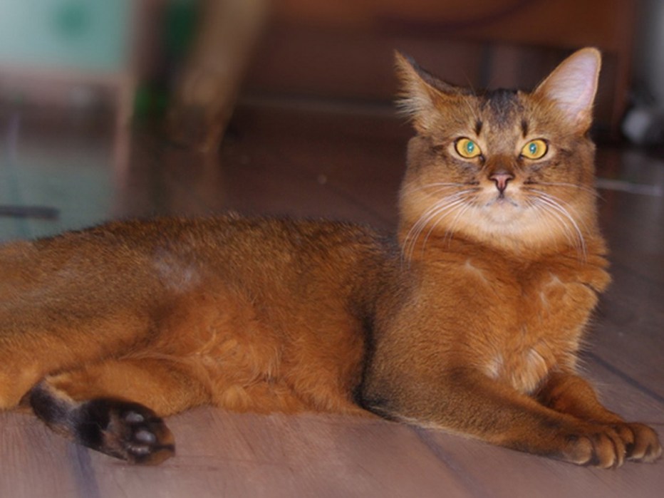 Котенок Сомали соррель