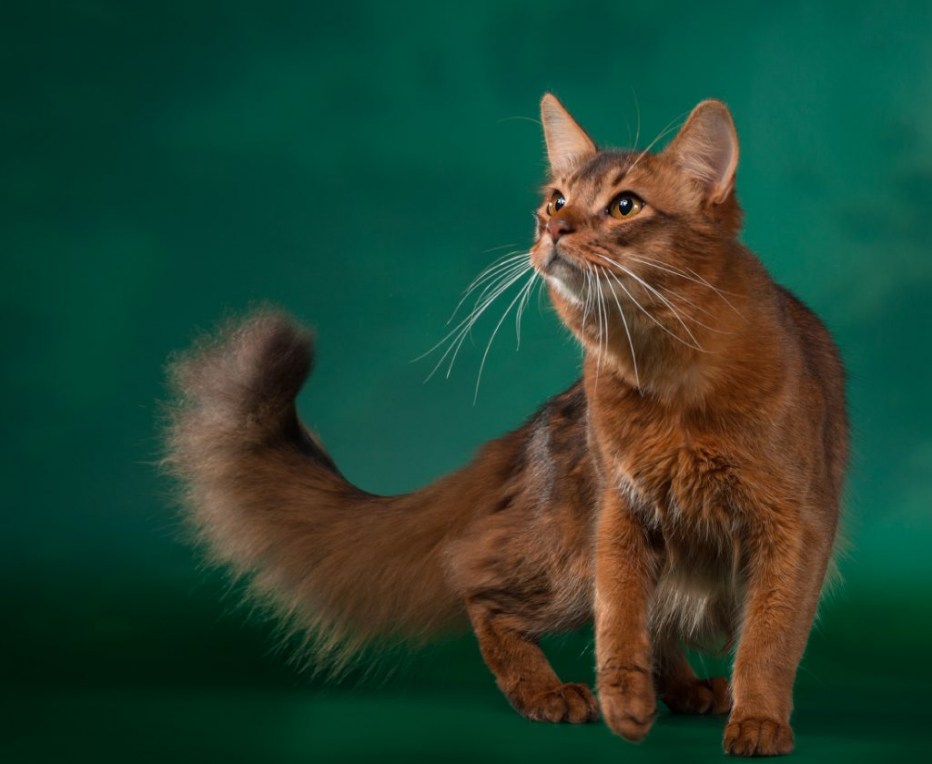 Абиссинская кошка длинношерстная