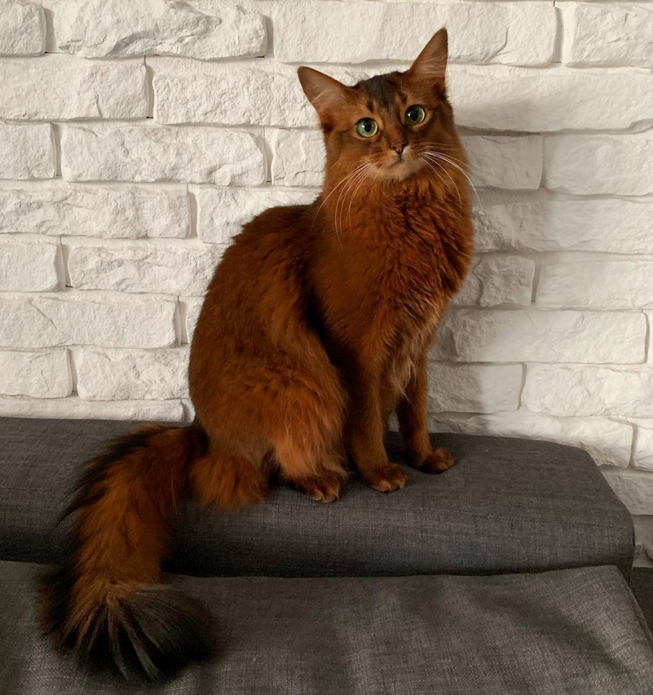 Сомалийская кошка соррель