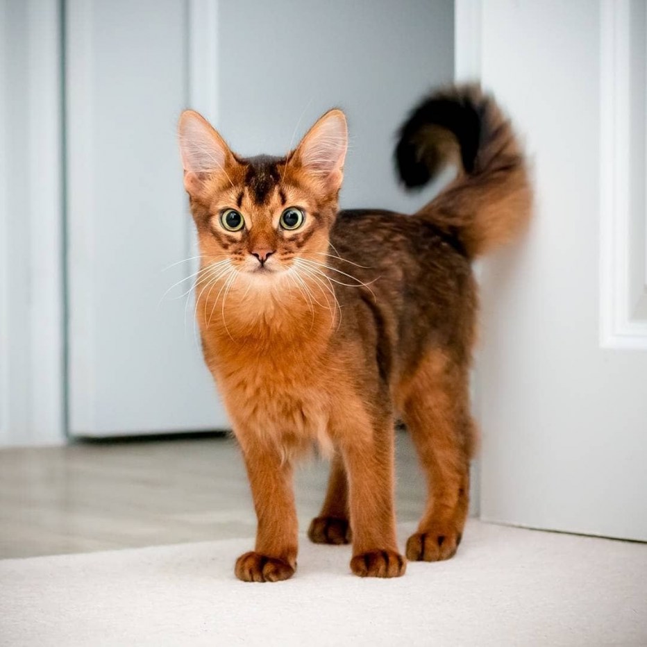 Сомалийская кошка
