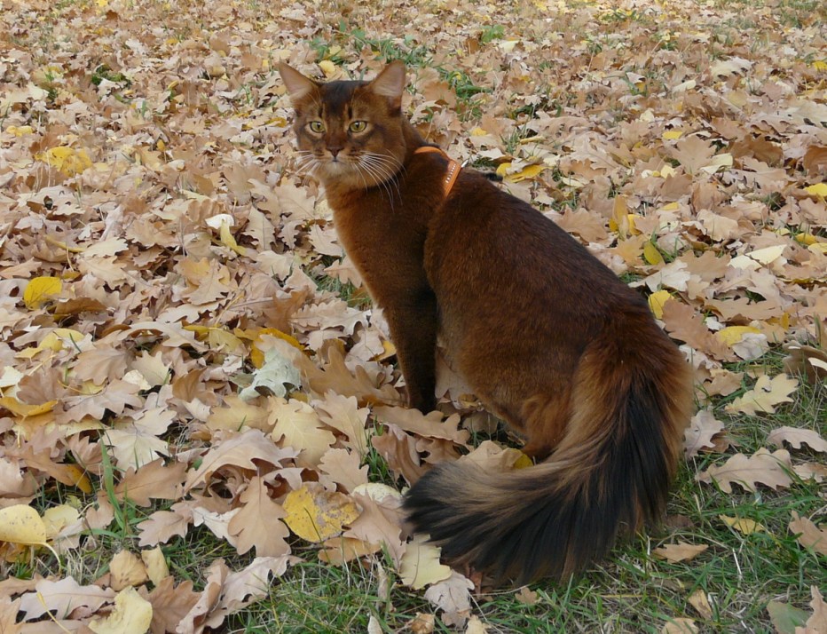Сомалийская кошка