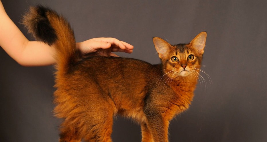 Сомалийская кошка