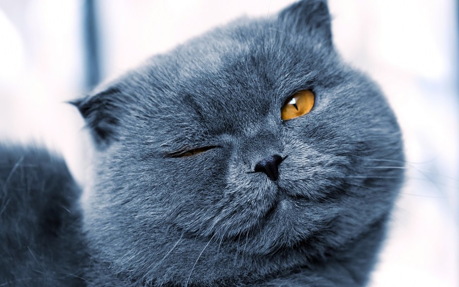 Кот британец серый