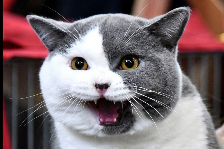 Улыбающиеся коты