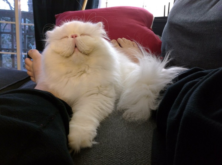 Толстый довольный кот