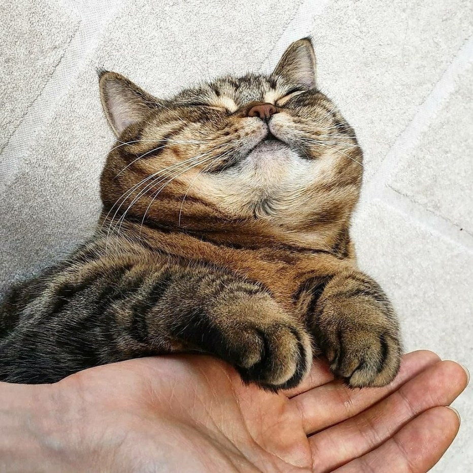 Радостный котик