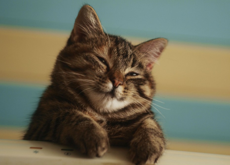 Кот умиляется