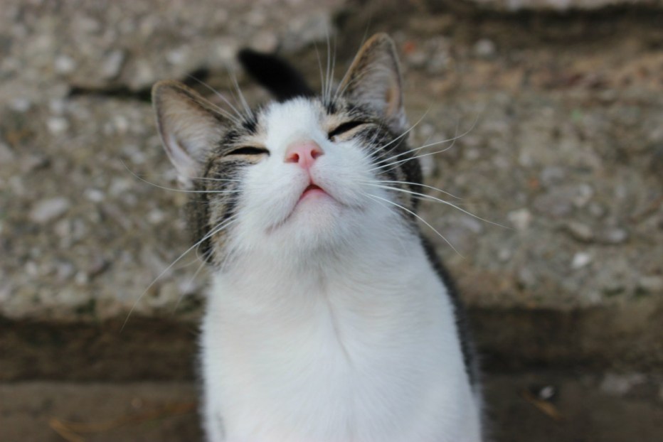 Фото довольного кота жизнью