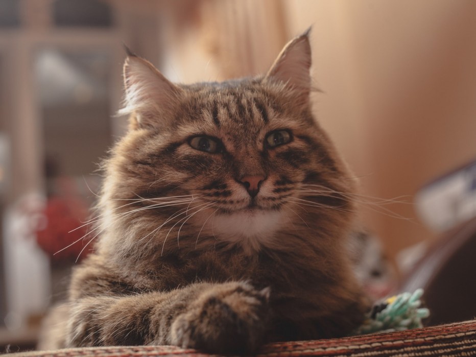 Кот улыбается