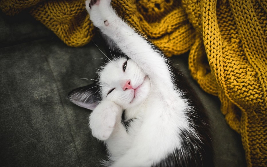 Котик потягивается