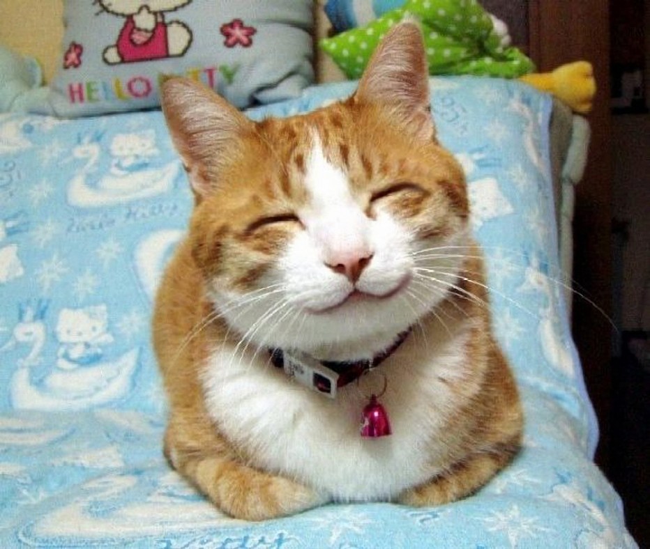 Кот умиляется