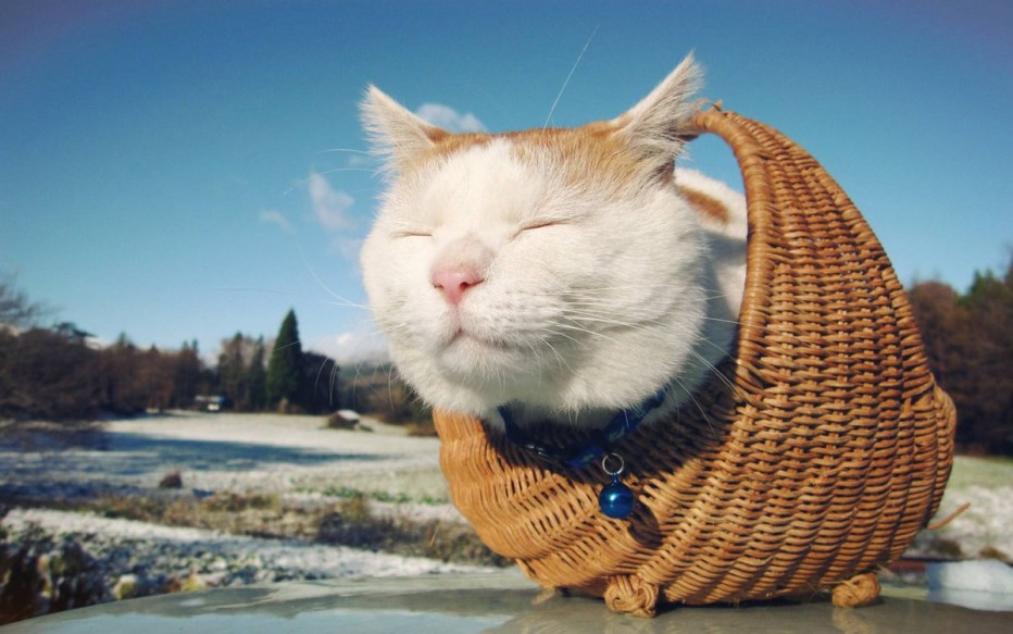 Умиротворенный кот
