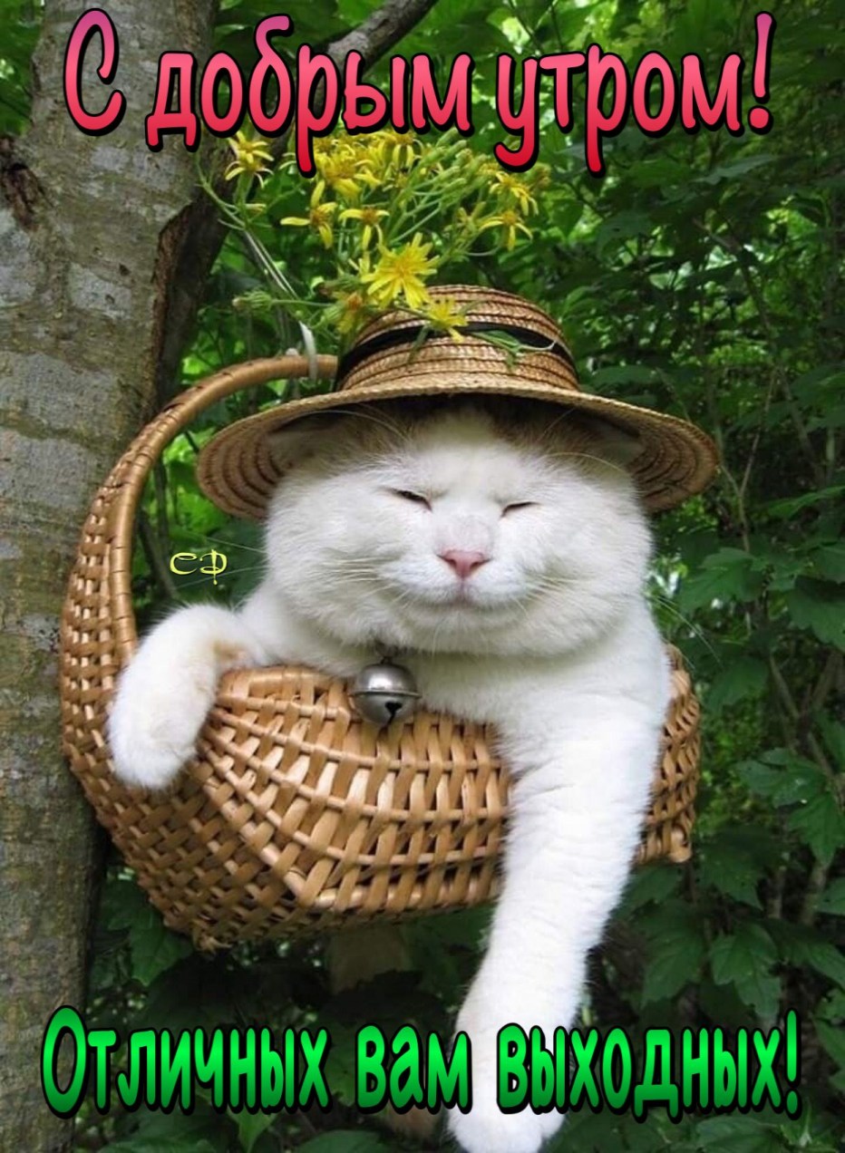 Японский кот Широнеко