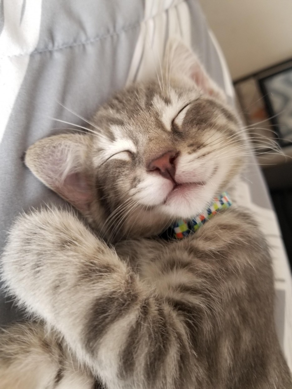 Спящие котики