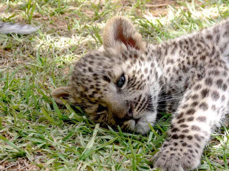 Leopard Cub