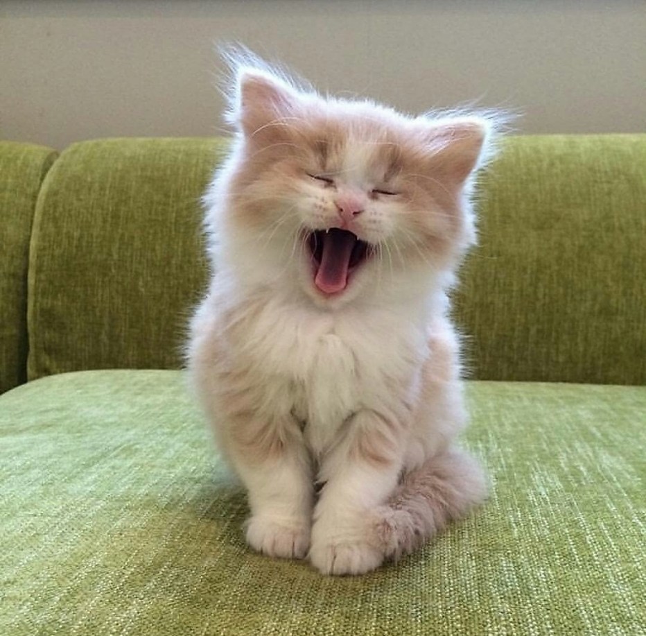 Смешные котята