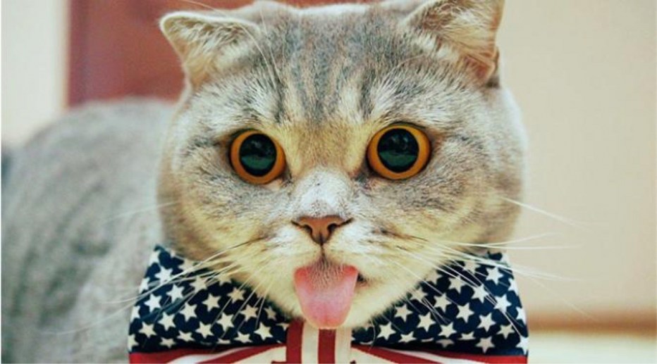 Классные котики