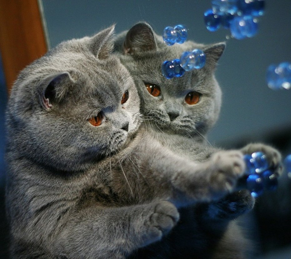 Животные котята британцы