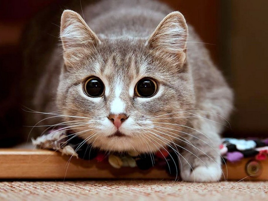 Забавные коты