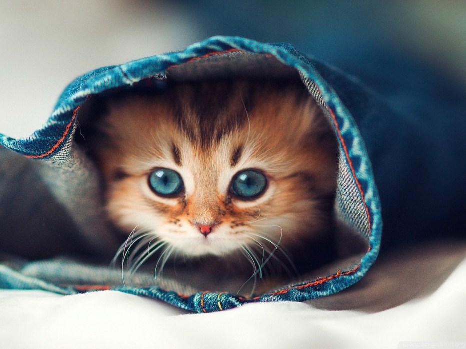 Миленькие котята