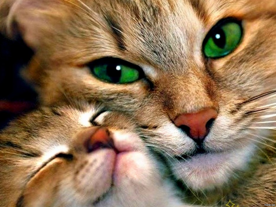 Красивые кошечки