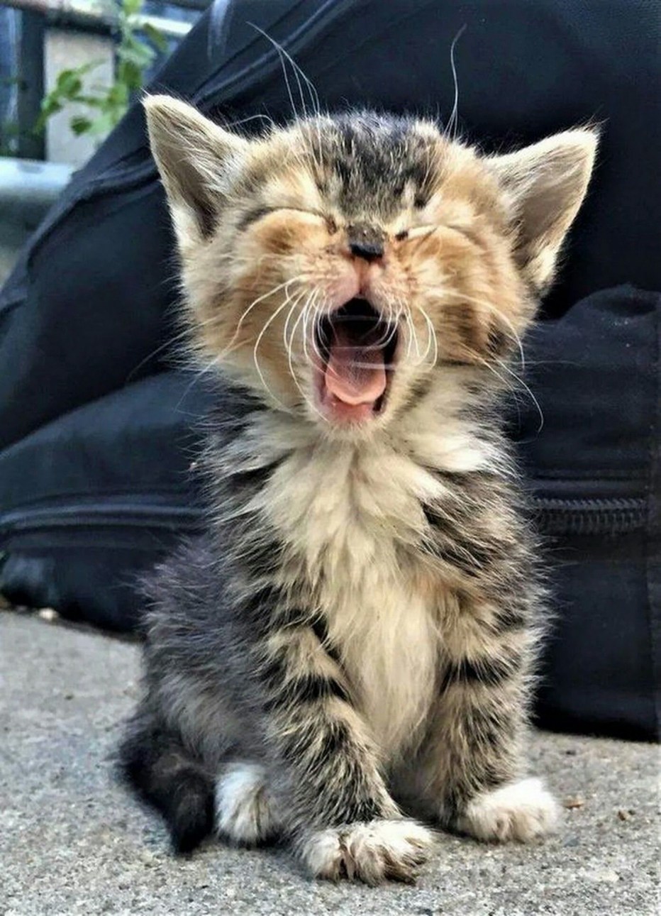 Смешной котяра