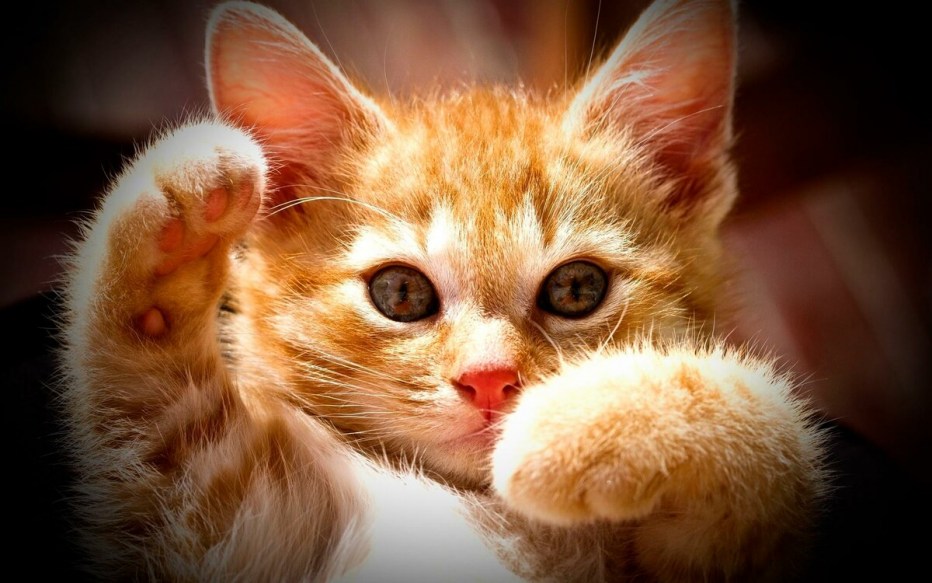 Картинки котиков