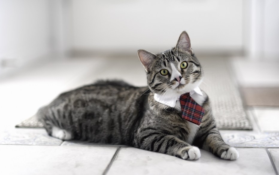 Фото кота