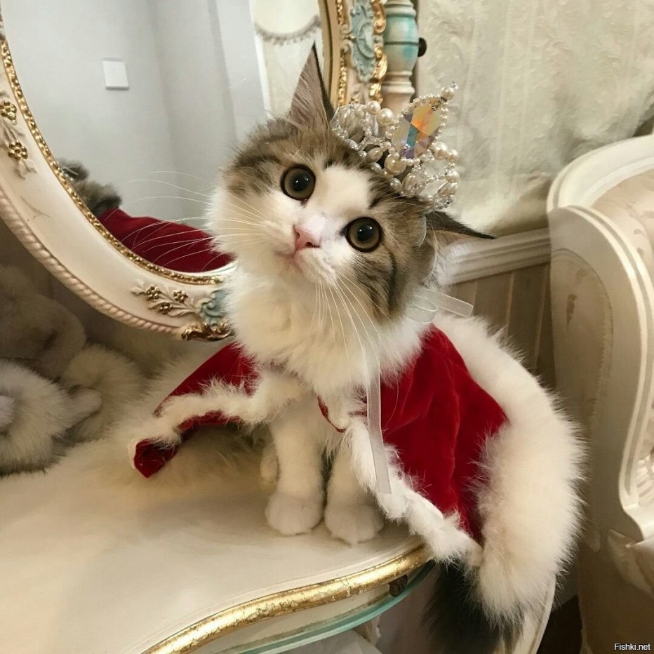 Кошечка с короной