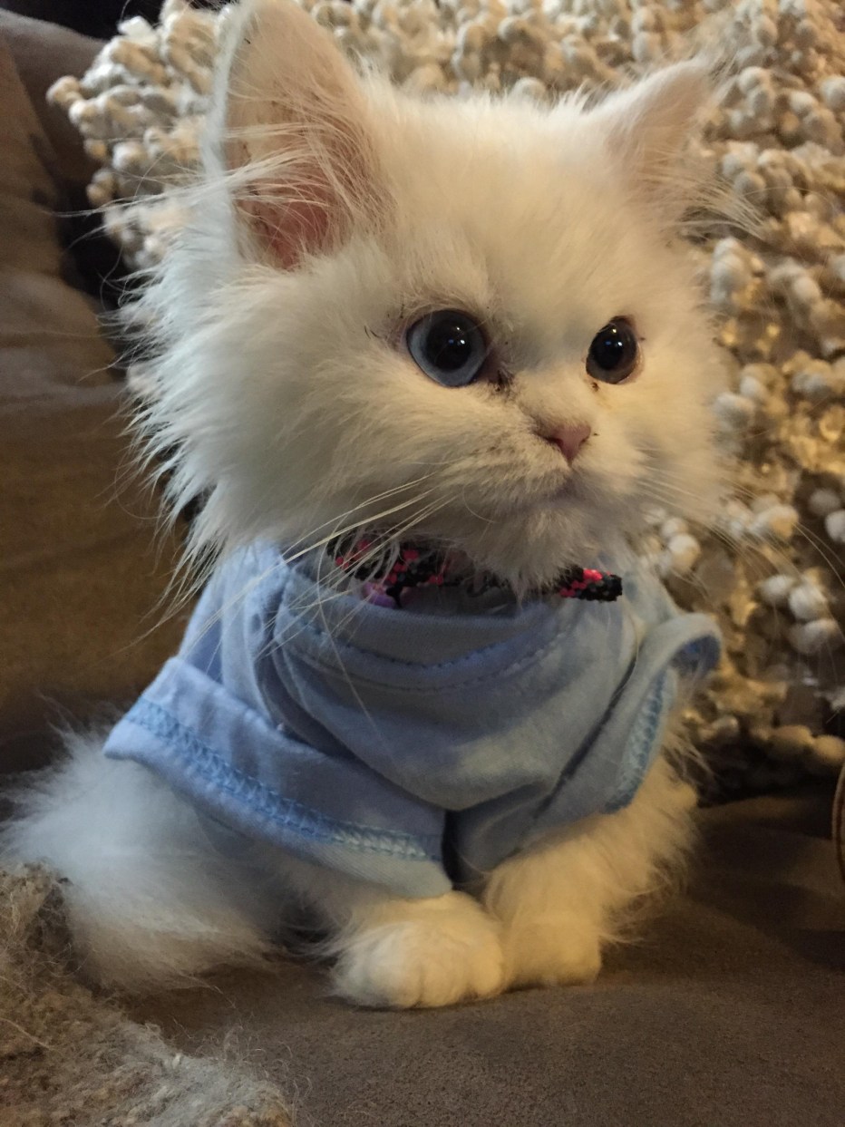 Милый кот