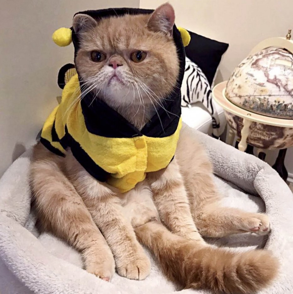 Милые смешные коты