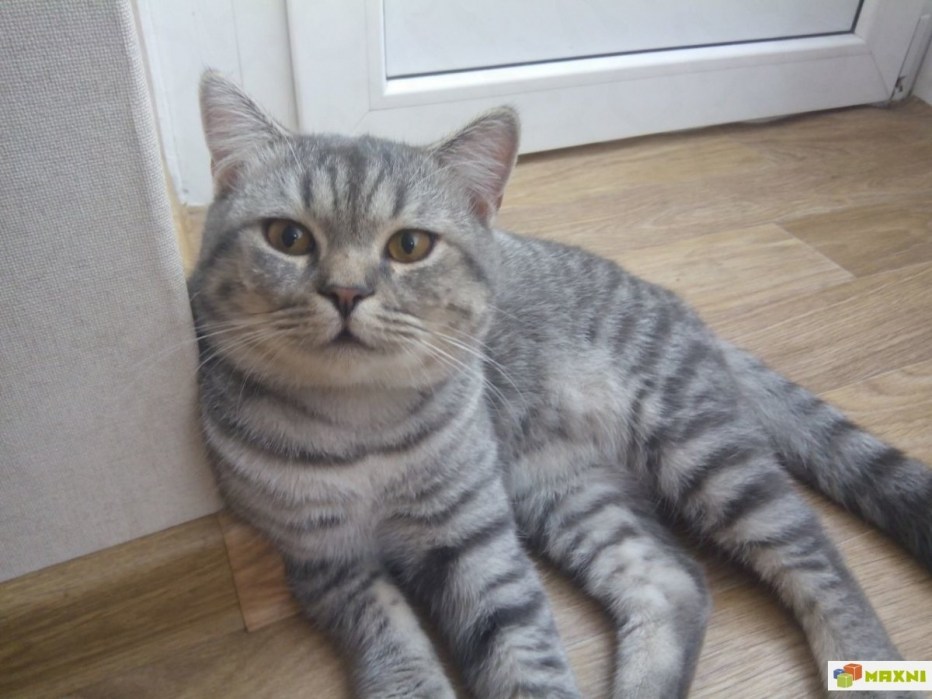 Британский прямоухий кот полосатый
