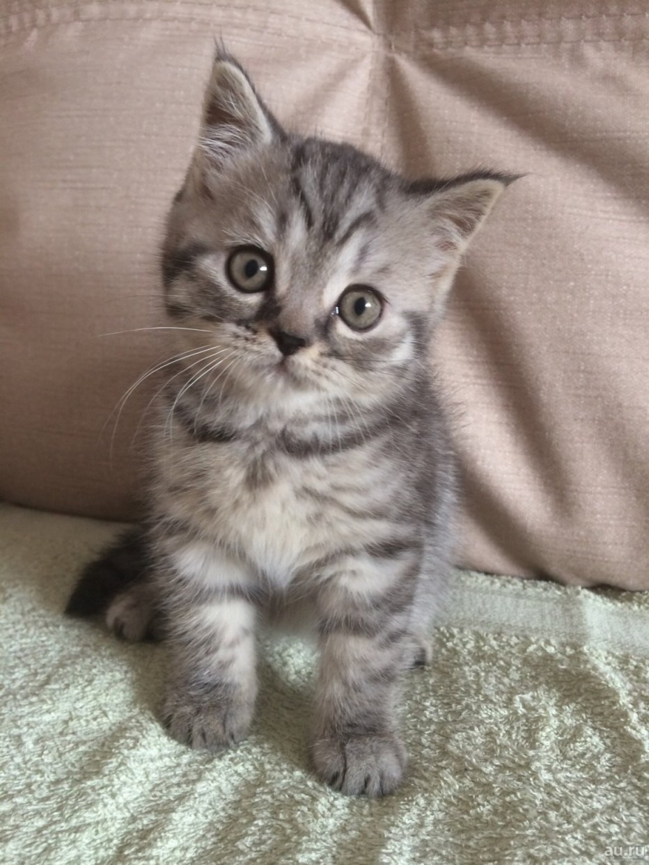 Британская кошка вискас