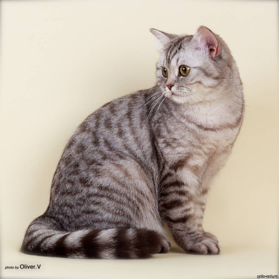 Британский короткошерстный кот полосатый