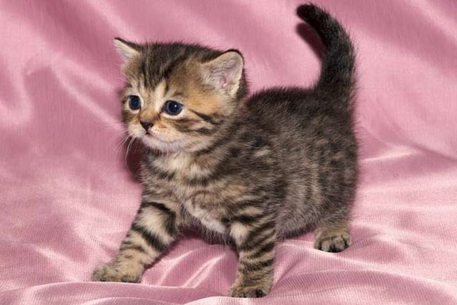 Шотландская короткошерстная шиншилла