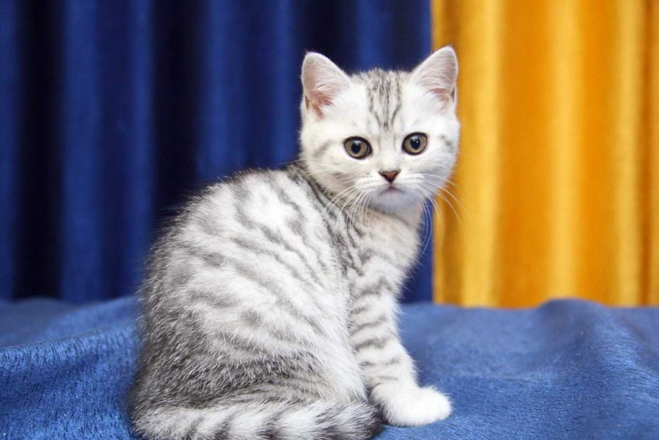 Шотландский прямоухий кот камышового окраса