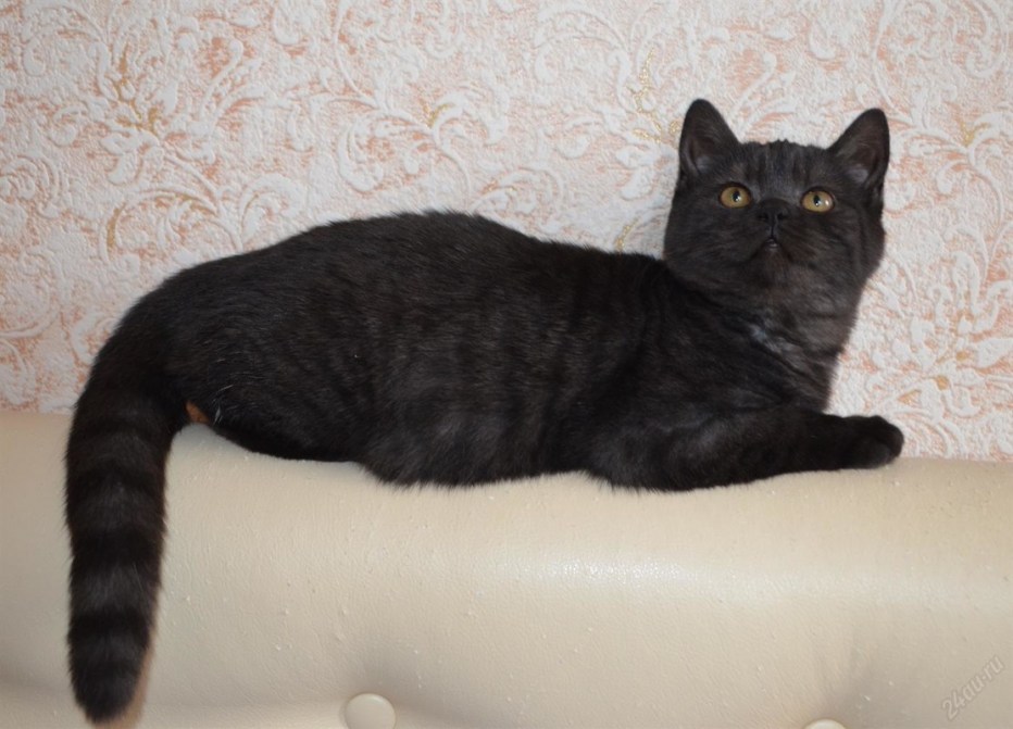 Котята шотландцы полосатые