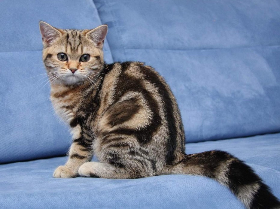 Шотландские котята тигровый табби