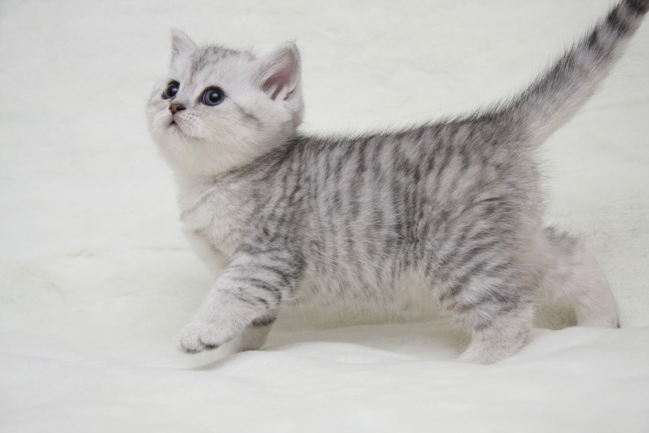 Шотландские котята прямоухие