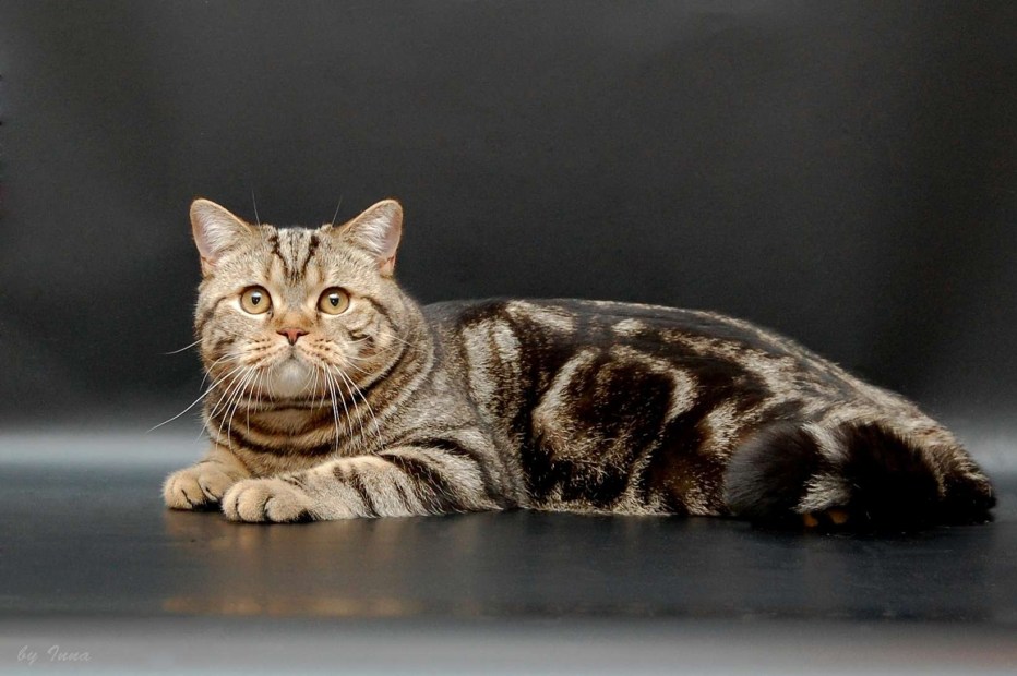 Шотландский скоттиш страйт