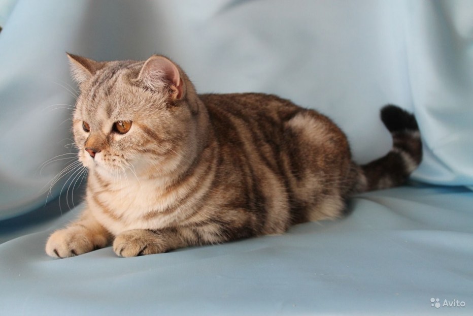 Шотландская короткошерстная табби